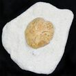 Lovenia Sea Urchin Fossil - Beaumaris, Australia #22170-1